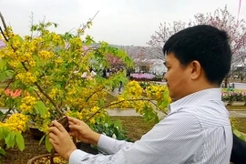 Người dân đến ngắm và chụp ảnh hoa mai tại Quảng trường 30/10, tại Lễ hội hoa Anh đào-Mai vàng Yên Tử 2016. (Ảnh: Văn Đức/TTXVN)
