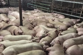 Bắt quả tang cơ sở giết mổ ở TP.HCM bơm thuốc an thần vào lợn 