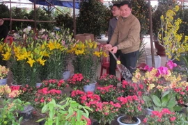 (Ảnh minh họa: Ninh Đức Phương/TTXVN)