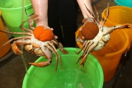 Một cơ sở sản xuất cua giống. (Ảnh: Vũ Sinh/TTXVN)