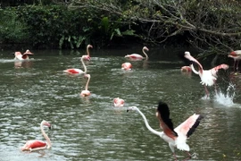 Chim hồng hạc tại vườn thú Đài Bắc ngày 21/2 vừa qua. (Ảnh: EPA/TTXVN)