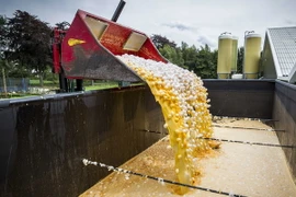 Tiêu hủy trứng tại một trang trại ở Onstwedde, Hà Lan ngày 3/8 vừa qua. (Ảnh: EPA/TTXVN)