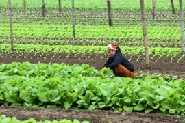 Vùng rau an toàn. (Ảnh minh họa: Thanh Tùng/TTXVN