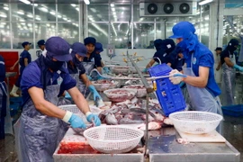 Chế biến cá tra xuất khẩu tại Công ty Biển Đông. (Ảnh: Thanh Liêm/TTXVN)