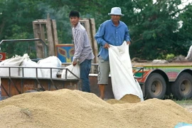 Nông dân Thái Lan đổ thóc vừa gặt. (Ảnh: EPA/TTXVN)