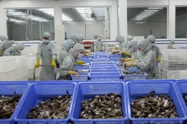 Chế biến tôm xuất khẩu. (Ảnh: Huy Hùng/TTXVN)