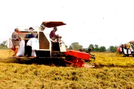 Nông dân thu hoạch lúa. (Ảnh: Thanh Liêm/TTXVN)