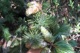 Lớp vỏ cây thông Pà Cò. (Ảnh: Ban quản lý Khu bảo tồn thiên nhiên Pù Luông cung cấp)