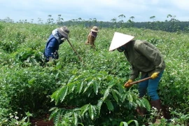 Công nhân chăm sóc vườn cao su trồng xen canh. (Ảnh: Hoài Nam/TTXVN)