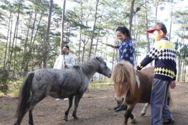 Trẻ em vui chơi với ngựa lùn Pony. (Ảnh: Phạm Kha/TTXVN)