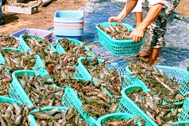 Thương lái thu mua tôm. (Ảnh: Huỳnh Sử/TTXVN)