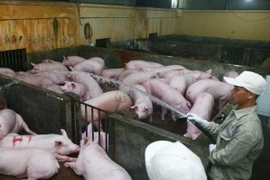 Một trại nuôi lợn tại phường Quán Trữ, quận Kiến An, Hải Phòng. (Ảnh: Lâm Khánh/TTXVN)