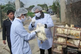 Cán bộ thú y tiêm vắcxin phòng dịch cúm H5N1 cho đàn gia cầm. (Ảnh: Hải Yến/TTXVN)