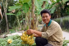Nông dân U Minh Thượng phấn khởi khi chuối có giá cao. (Ảnh: Lê Sen/TTXVN)