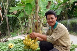 Nông dân U Minh Thượng phấn khởi khi chuối có giá cao. (Ảnh: Lê Sen/TTXVN)