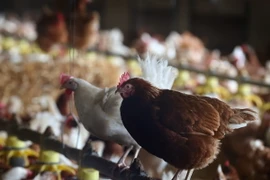 Ảnh minh họa. (Nguồn: EPA/TTXVN)