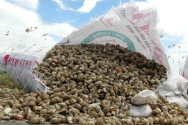 Ốc hương bị chết được thu gom vào bao tải để ở ven đường. (Ảnh: Nguyên Lý/TTXVN)