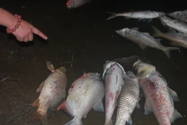 Cá chết dạt vào bờ. (Ảnh minh họa: Sơn Bách/Vietnam+)
