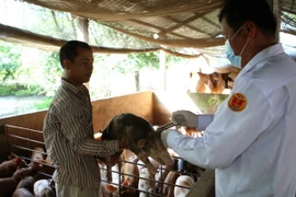 Nhân viên thú y tiêm phòng cho đàn vật nuôi ở hộ gia đình. (Ảnh: Vũ Sinh/TTXVN)