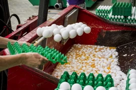Trứng gà bị tiêu hủy tại Onstwedde ngày 3/8. (Nguồn: EPA/TTXVN)