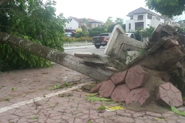 Hàng trăm cây xanh trong thành phố bị bật gốc, gẫy cành do giông lốc. (Ảnh: Hương Thu/TTXVN)