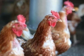 Ảnh minh họa. (Nguồn: Getty Images)