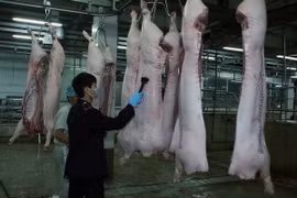 Nhân viên Chi cục Thú y đóng dấu kiểm dịch lên sản phẩm thịt lợn. (Ảnh: Vũ Sinh/TTXVN)