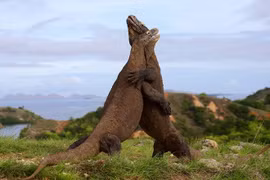 Hai con rồng Komodo. (Nguồn: Daily Mail)