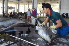 Thu mua cá ngừ đại dương. (Ảnh: Nguyên Lý/TTXVN)