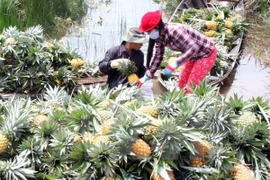 Nông dân thu hoạch dứa. (Ảnh: Đình Huệ/TTXVN)