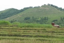 Núi Ngang, Tam Đảo đang được quy hoạch làm nghĩa trang tập trung. (Ảnh: Trọng Lịch/Vietnam+)