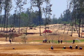 Rừng phòng hộ đã bị chặt phá để trồng cỏ. (Ảnh: Thế Lập/TTXVN)