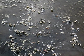 Ảnh minh họa. (Nguồn: TTXVN)