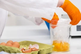 Kiểm tra trứng tại một phòng thí nghiệm ở Wageningen, Hà Lan ngày 1/8. (Nguồn: AFP/TTXVN)