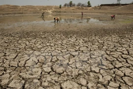 Ảnh minh họa. (Nguồn: THX/TTXVN)