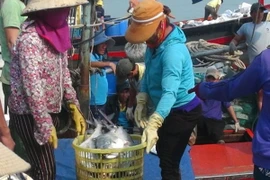 Thương lái đến thu mua cá bè quỵt. (Ảnh: Trịnh Bang Nhiệm/TTXVN) 