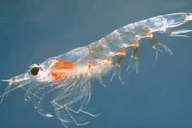 Giới khoa học giải mã nguồn thực phẩm tiềm năng cho loài người