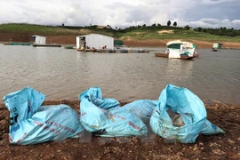Cá chết được thu gom trong bao bì trước khi chôn. (Ảnh: Cao Nguyên/TTXVN)