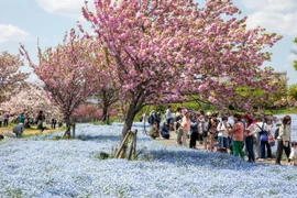 Du khách chiêm ngưỡng vẻ đẹp của Kikuzakura và Nemophila tại công viên Toneri. (Ảnh: Xuân Giao/TTXVN)