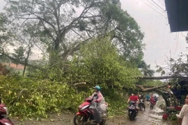 Mưa to kèm dông lốc đã làm nhiều cây xanh ở huyện Lâm Bình, tỉnh Tuyên Quang, bị gãy, đổ. (Ảnh: TTXVN phát)