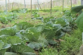 (Ảnh minh họa: Nguyễn Nam/TTXVN)