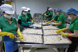 Công đoạn sơ chế quả vải thiều tươi. (Ảnh: Vũ Sinh/TTXVN)