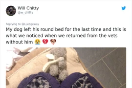 Chú chó cưng của tôi đã rời khỏi chiếc giường tròn của nó để ra đi mãi mãi. Và khi trở về sau cuộc chia ly, tôi nhận ra đây là hình dáng chiếc giường nó đã để lại. (Nguồn: Boredpanda)