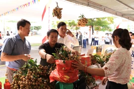 Năm nay sản lượng nhãn lồng Hưng Yên thu hoạch cao hơn năm trước khoảng 15-20%. (Ảnh: TTXVN)
