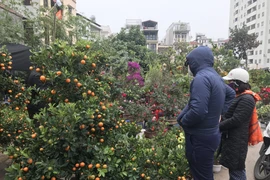Chợ hoa cây cảnh trên đường Hoàng Hoa Thám trong dịp Tết Nguyên đán. (Ảnh: Đức Duy/Vietnam+