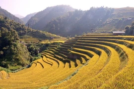 Tuần văn hóa-du lịch danh thắng ruộng bậc thang Mù Cang Chải 