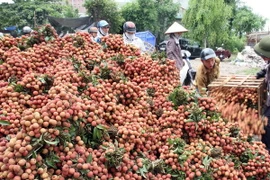 Hải Dương nỗ lực chuyển hướng tìm đầu ra mới cho vải thiều