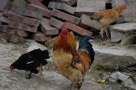 Gia cầm nuôi tại một nhà dân ở làng Sirong, tỉnh Quảng Tây ngày 10/2 vừa qua. (Ảnh: AFP/TTXVN)