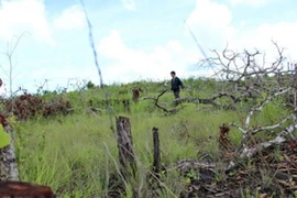 Đắk Nông: Khai trừ Đảng với đảng viên lấn chiếm đất rừng