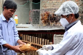 Cán bộ thú ý tiêm phòng cho gia cầm. (Ảnh: Trần Lê Lâm/TTXVN)